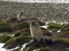 Tons of fur seals